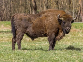 Miniatura: QUIZ przyrodniczy. Wiesz, jakie zwierzęta...