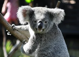 Miniatura: Fakt czy mit? 7/10 osób nie zdobywa...