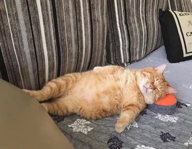 Miniatura: Przez większość czasu śpi, a mimo to...