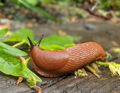 Miniatura: Przekrój i połóż na środku ogrodu. Rano...