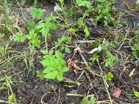 Miniatura: Teściowa robi to we wrześniu. Wiosną...