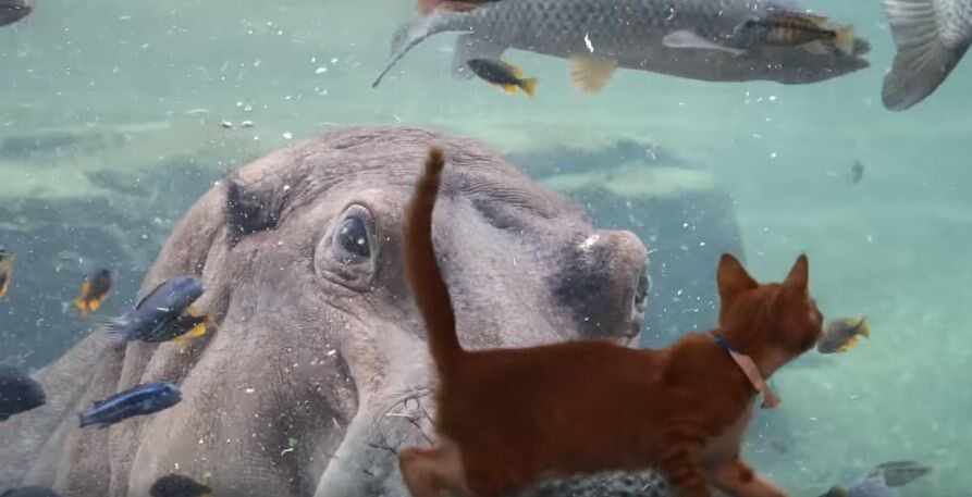 Wizyta zwierząt ze schroniska w zoo 