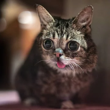 Lil BUB 