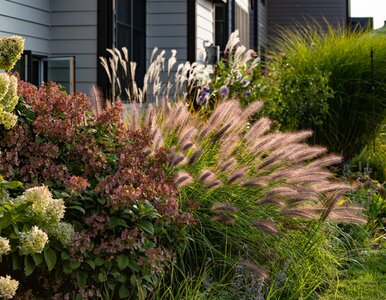 Miniatura: Te trawy o wspaniałych pióropuszach...