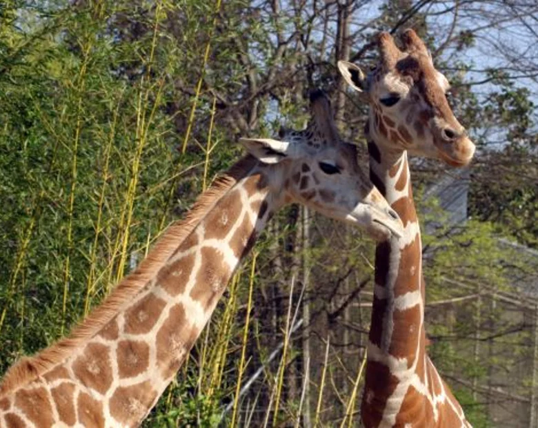 Miniatura: Rutkowski szuka... morderców żyraf