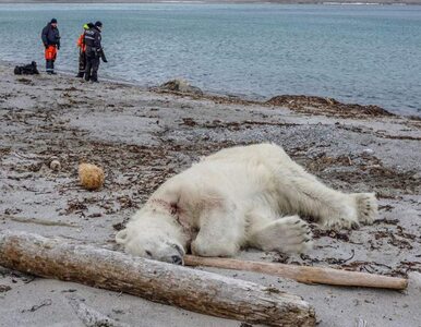 Miniatura: Niedźwiedź polarny zabity przez strażnika...