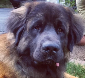 Leonberger Walter 