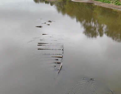 Miniatura: Ojciec Krzysztofa Dymińskiego przeczesywał...