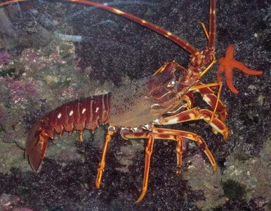 Miniatura: Niemcy zapłacili 500 euro - i darowali...