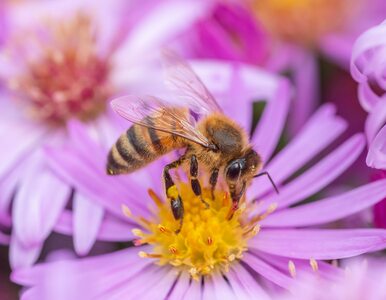 Fatalna pomyłka firmy kurierskiej. Zginęło blisko milion pszczół