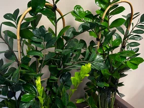 Miniatura: Zrób to w marcu, a zamiokulkas wreszcie...