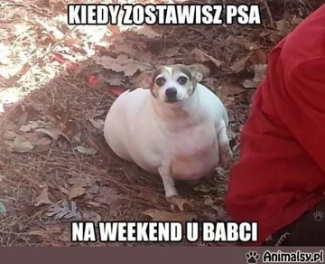 Memy z psem w roli głównej 