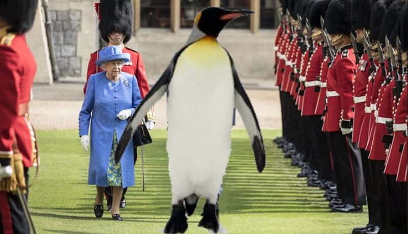 Pingwin zamiast Trumpa podczas spotkania z królową Elżbietą II 
