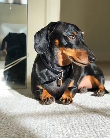 Monty the Miniature Dachshund 