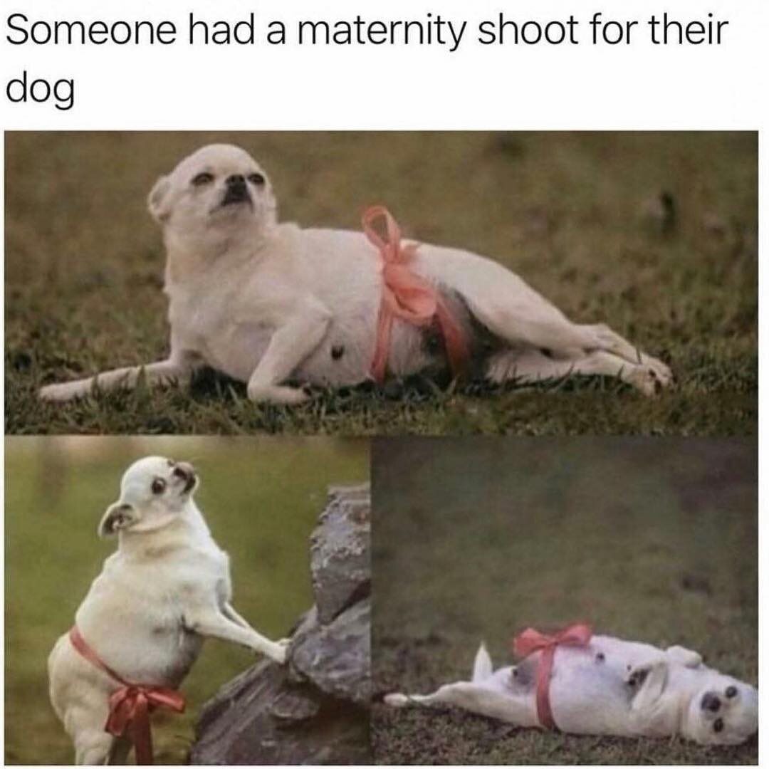 „Ktoś zrobił sesję zdjęciowa swojemu psu, który jest w ciąży” 