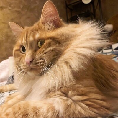 Miniatura: Kurylski bobtail jest posłuszny jak pies....