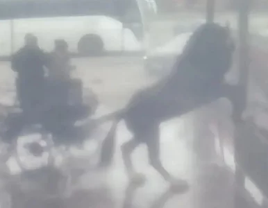 Miniatura: Czyścił konia na myjni. Skandaliczny finał...