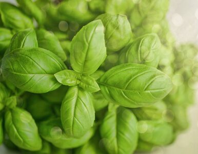 Miniatura: Te popularne zioła wzmocnią odporność. Są...