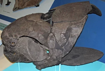 Dunkleosteus terrelli 