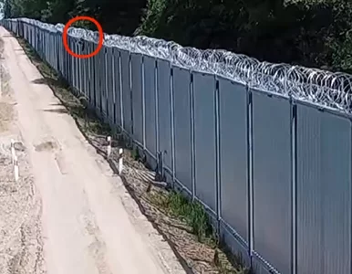 Miniatura: Migrant na szczycie zapory na granicy....