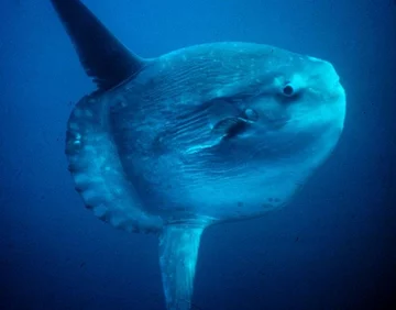 Inne sfotografowane przykłady oceanicznych samogłowów 