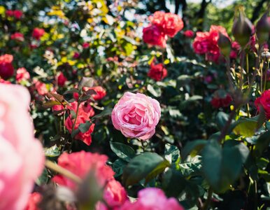 Miniatura: Cięcie róż wiosną: sekret obfitego kwitnienia