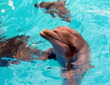 Trzy tysiące martwych delfinów. Nie przeżyły wojny w Ukrainie. „Trwa...