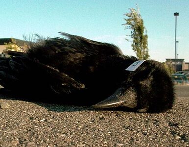 Miniatura: Wiadomo, dlaczego zginęły ptaki