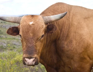 Miniatura: Spektakularna ucieczka byka z rzeźni....