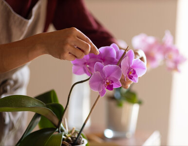 Miniatura: Wsyp pół łyżeczki w lutym. Storczyk...