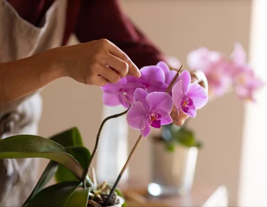 Miniatura: Wsyp pół łyżeczki w lutym. Storczyk...