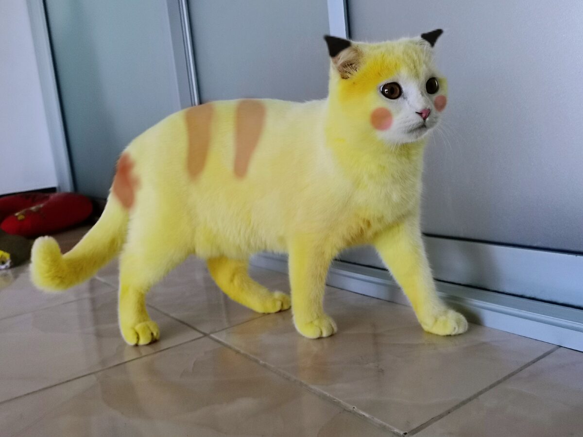 Żółty kot Ka-Pwong, przerobiony w programie graficznym na Pikachu 
