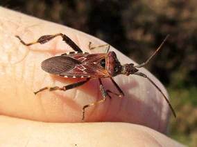 Miniatura: Jesienią pcha się do mieszkań. Nie...
