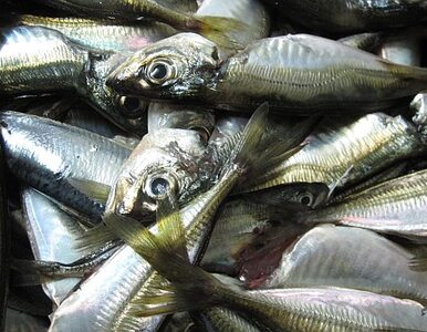 Miniatura: Gigant rybny przenosi produkcję z Chin do...