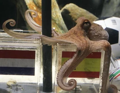 Miniatura: Ośmiornica Paul pomoże Anglikom w 2014?