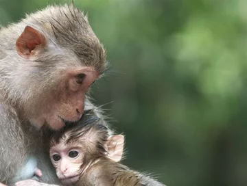 Fascynujące Państwo Środka w spektakularnym dokumencie Animal Planet "Dzikie Chiny"