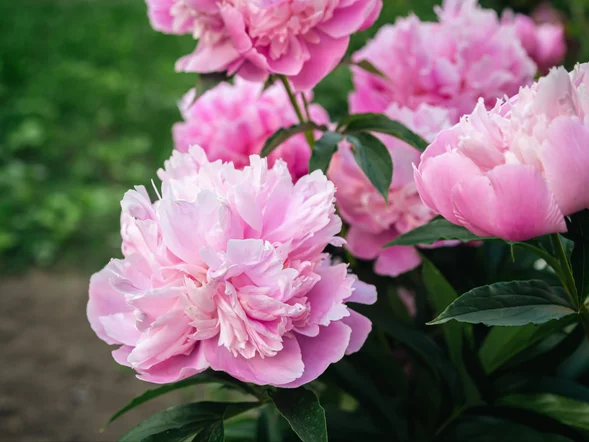 Miniatura: Ten biały proszek działa na piwonie jak...