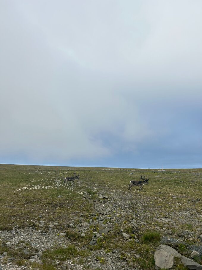 Renifery na Przylądku Północnym w Norwegii