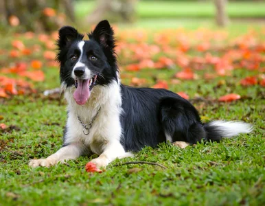 Miniatura: Psy są znacznie mądrzejsze niż nam się...