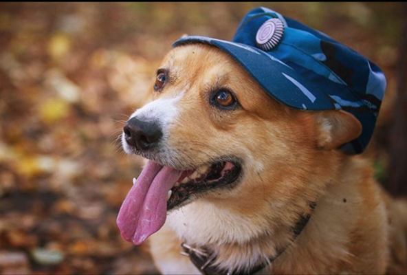 Miniatura: Corgi przez siedem lat służył w policji....