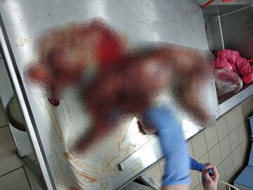 Zwierzę znalezione na&nbsp;posesji myśliwego w&nbsp;Wierzchlesiu