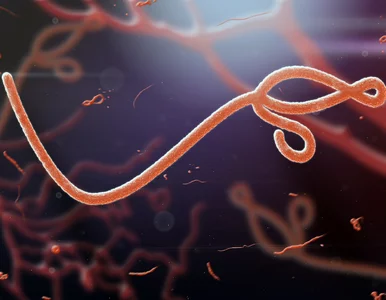 Miniatura: Ebola znowu atakuje. Potwierdzono dwa...