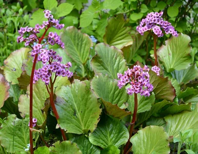 Miniatura: Hosta to przeżytek. Ta roślina bije ją na...