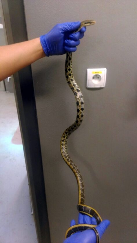 Wąż tajwański znaleziony w Warszawie 