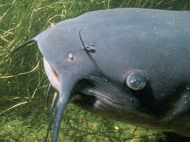 Na sam początek sum, który nie&nbsp;bez powodu nazywany jest królem polskich wód. Rekordowy okaz został złowiony w&nbsp;2017 roku przez Władysława Bombika i&nbsp;ważył 105,5 kg. A&nbsp;ile mierzył?