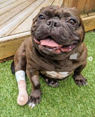 Miniatura: Ten pies jest wyjątkowo uroczy. „Jego...