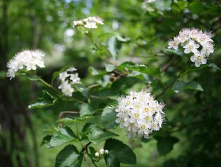 Pęcherznica kalinolistna, Physocarpus opulifolius