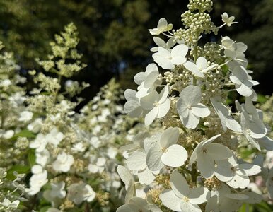 Miniatura: Nie wyrzucaj tytoniu – hortensje go...