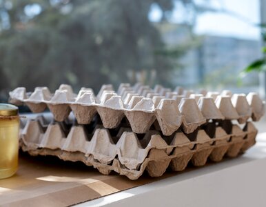 Miniatura: Zanim wyrzucisz wytłoczkę po jajkach,...