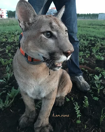 Puma Messi 